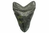 Fossil Megalodon Tooth - South Carolina #362441-1